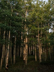 Превью обои лес, деревья, трава, пейзаж, природа