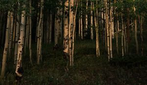 Превью обои лес, деревья, трава, пейзаж, природа
