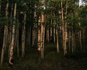Превью обои лес, деревья, трава, пейзаж, природа