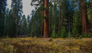 Превью обои лес, деревья, трава, бревно