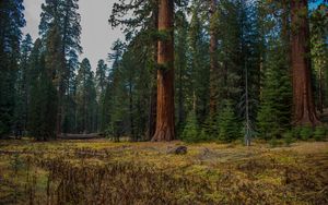 Превью обои лес, деревья, трава, бревно