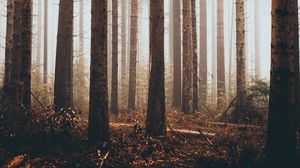Превью обои лес, деревья, трава, сосна