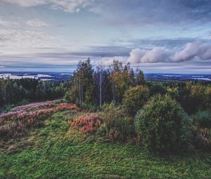 Превью обои лес, деревья, трава, кусты, облака