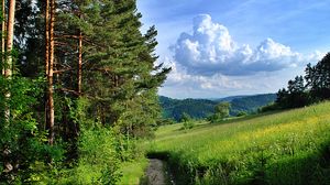 Превью обои лес, деревья, тропа, лето