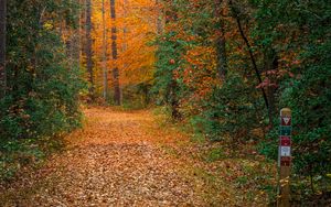 Превью обои лес, деревья, тропа, опавшая листва, природа, осень