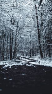 Превью обои лес, деревья, тропа, зима