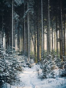 Превью обои лес, деревья, тропа, снег, зима, пейзаж, природа