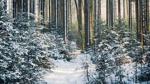 Превью обои лес, деревья, тропа, снег, зима, пейзаж, природа