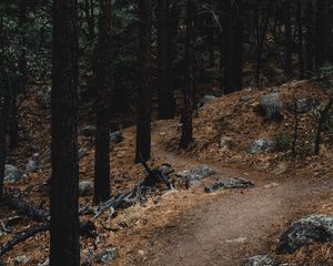 Превью обои лес, деревья, тропа, склон, камни