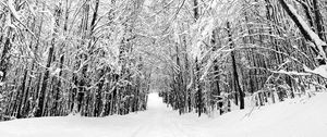 Превью обои лес, деревья, тропа, снег, природа