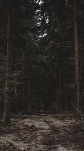 Превью обои лес, деревья, тропинка, темный