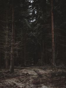 Превью обои лес, деревья, тропинка, темный