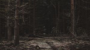 Превью обои лес, деревья, тропинка, темный