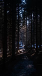 Превью обои лес, деревья, тропинка, снег, природа