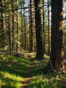 Превью обои лес, деревья, тропинка, природа, пейзаж