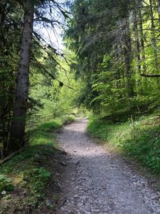 Превью обои лес, деревья, тропинка, пейзаж, природа
