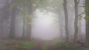 Превью обои лес, деревья, тропинка, туман, природа