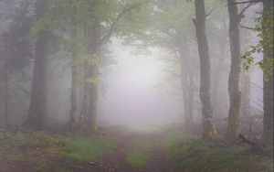 Превью обои лес, деревья, тропинка, туман, природа