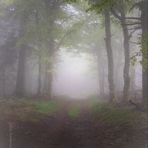 Превью обои лес, деревья, тропинка, туман, природа