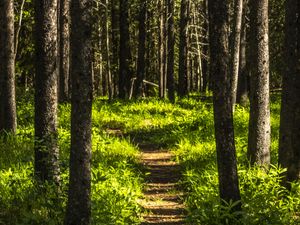 Превью обои лес, деревья, тропинка, трава, природа, пейзаж