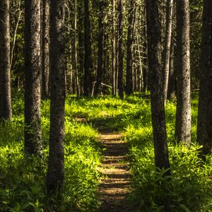 Превью обои лес, деревья, тропинка, трава, природа, пейзаж