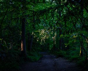 Превью обои лес, деревья, тропинка, зеленый, природа