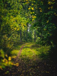 Превью обои лес, деревья, тропинка, зеленый, природа, пейзаж