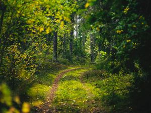 Превью обои лес, деревья, тропинка, зеленый, природа, пейзаж