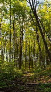 Превью обои лес, деревья, тропинка, пейзаж, зеленый