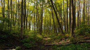 Превью обои лес, деревья, тропинка, пейзаж, зеленый