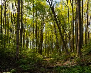 Превью обои лес, деревья, тропинка, пейзаж, зеленый