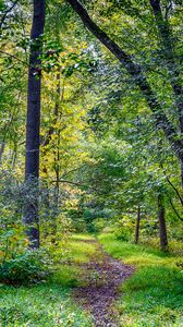 Превью обои лес, деревья, тропинка, природа, осень