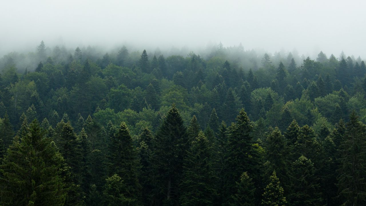 Обои лес, деревья, туман, природа, листья