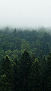 Превью обои лес, деревья, туман, природа, листья