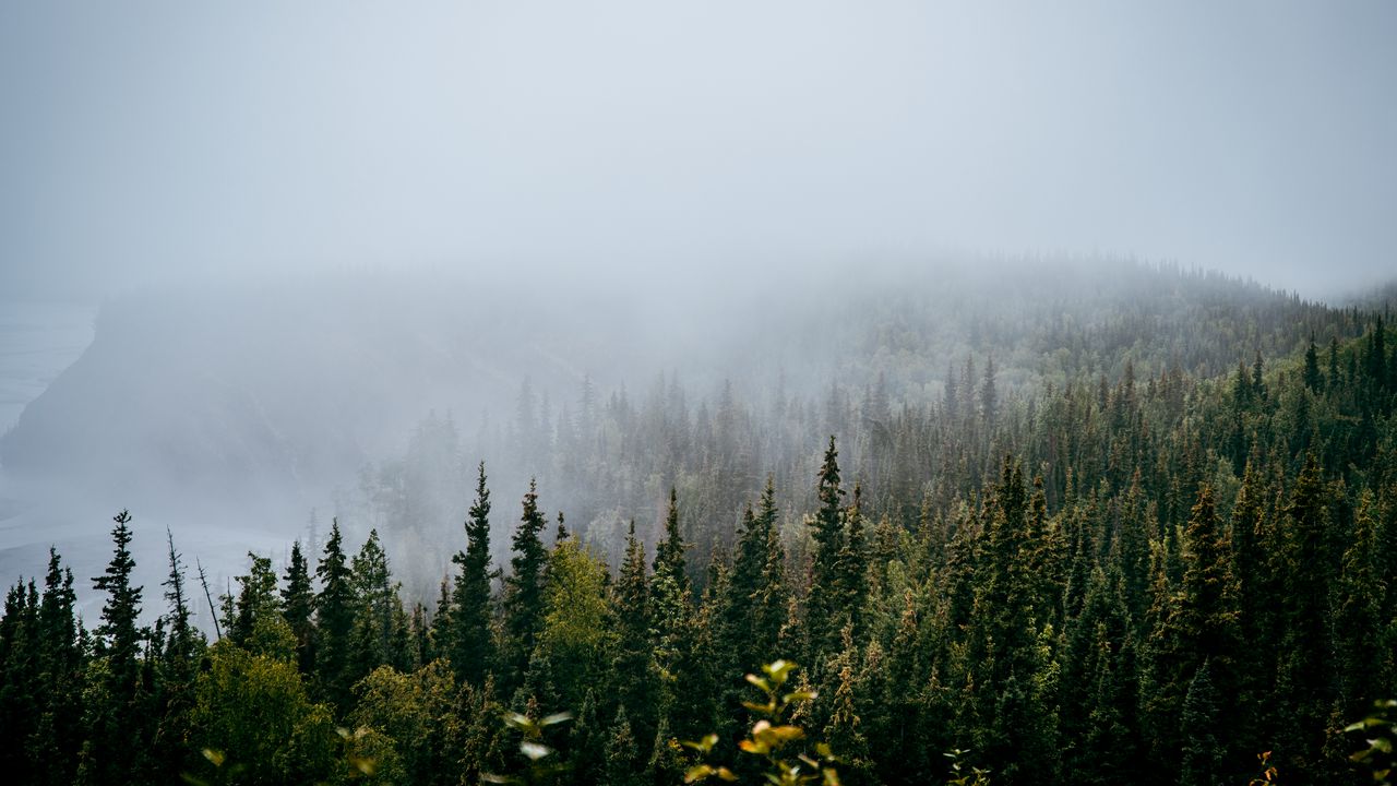Обои лес, деревья, туман, природа, вид