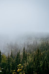 Превью обои лес, деревья, туман, природа, вид