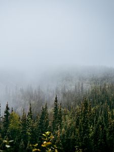 Превью обои лес, деревья, туман, природа, вид