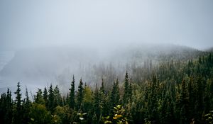 Превью обои лес, деревья, туман, природа, вид