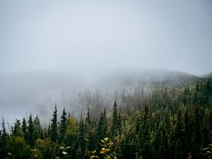 Превью обои лес, деревья, туман, природа, вид