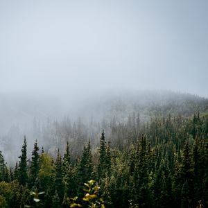 Превью обои лес, деревья, туман, природа, вид