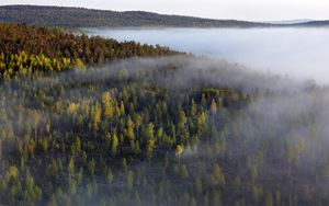 Превью обои лес, деревья, туман