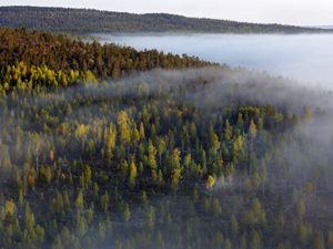 Превью обои лес, деревья, туман