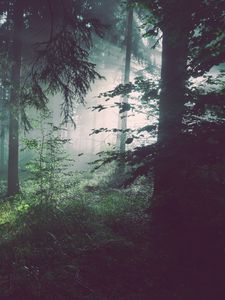 Превью обои лес, деревья, туман