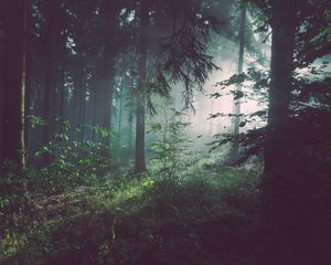 Превью обои лес, деревья, туман