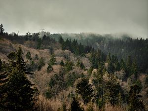 Превью обои лес, деревья, туман