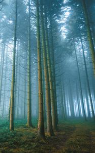 Превью обои лес, деревья, туман, природа, пейзаж, свет