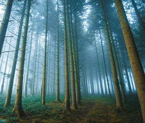 Превью обои лес, деревья, туман, природа, пейзаж, свет