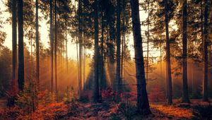 Превью обои лес, деревья, туман, осень