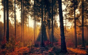 Превью обои лес, деревья, туман, осень