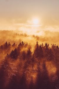 Превью обои лес, деревья, туман, солнце, свет
